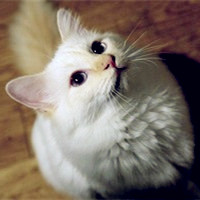 白色可爱萌猫头像,猫的世界也精彩让我们快乐