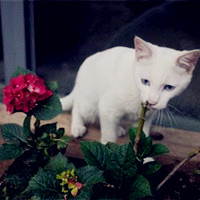 白色可爱萌猫头像,猫的世界也精彩让我们快乐