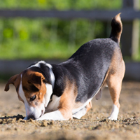 可爱的比格犬头像,可爱的比格犬图片QQ头像