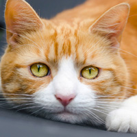 可爱橘猫图片,喜欢小猫头像朋友的最爱吧