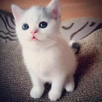 白色可爱小猫咪头像,小猫咪微信头像图片