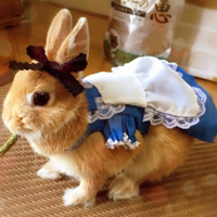可爱的小兔子好好搞笑了,穿衣服的小兔子图片
