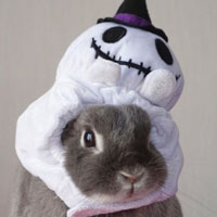 时尚的兔兔,穿衣服戴帽子的兔子搞笑头像图片