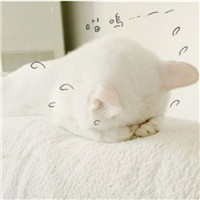可爱萌猫头像图片,白色可爱的萌猫雷人吧