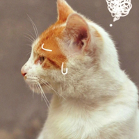 好看的猫猫QQ头像图片,太好玩的搞笑猫咪