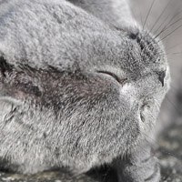 萌宠小猫咪高清图片头像,这偷偷的眼神