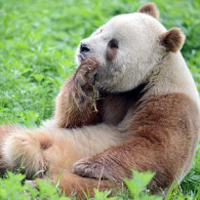 一只棕色的大熊猫萌萌哒,可爱大熊猫微信头像