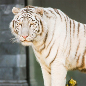 老虎头像图片霸气 威武的孟加拉白虎图片