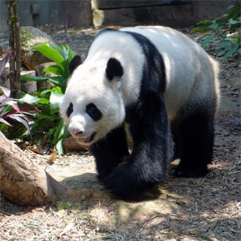 国宝大熊猫头像图片 最可爱的动物之一