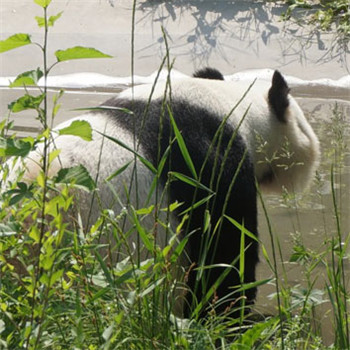 国宝大熊猫头像图片 最可爱的动物之一