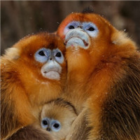 猴子头像 霸气 活泼可爱的猴子图片大全