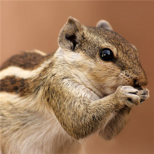 松鼠唯美微信图像头像 可爱萌萌的松鼠图片