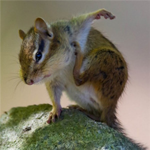 可爱的鼠类头像 萌萌的西伯利亚花栗鼠图片