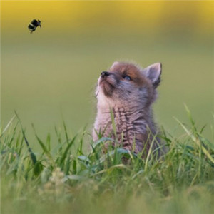 觉得它可爱的有没有 可爱小狐狸的头像图片