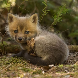 觉得它可爱的有没有 可爱小狐狸的头像图片