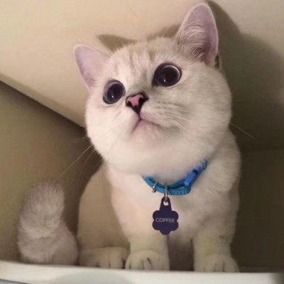 微信猫咪头像可爱高清头像，可爱萌萌的小萌猫图片
