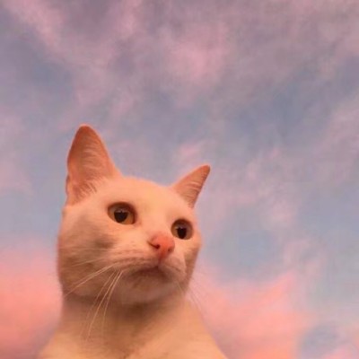 微信猫咪头像可爱高清头像，可爱萌萌的小萌猫图片