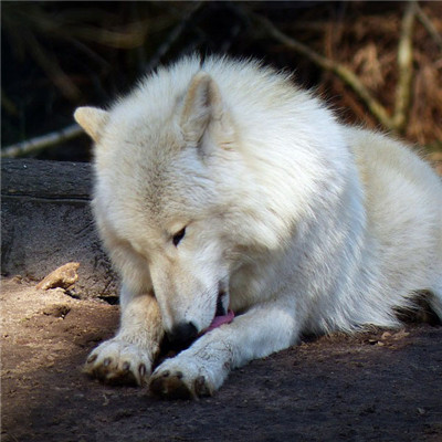 狼好看图片头像 温顺的白色的野狼图片