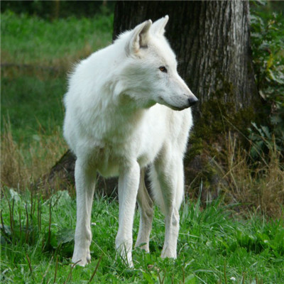 狼好看图片头像 温顺的白色的野狼图片