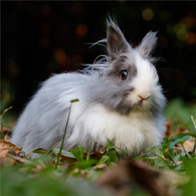 可爱的兔子头像 呆萌可爱的兔子图片