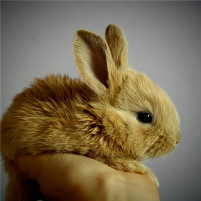 可爱的兔子头像 呆萌可爱的兔子图片