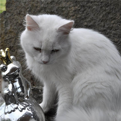 白色可爱猫头像 可爱白色小猫图片12张