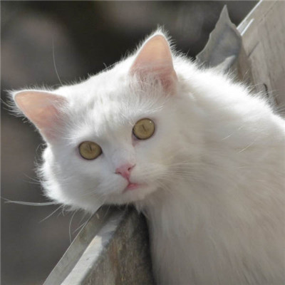 白色可爱猫头像 可爱白色小猫图片12张