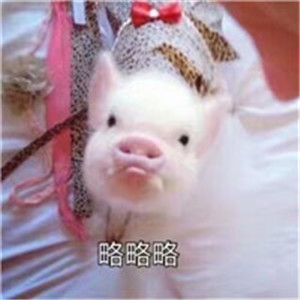 可爱猪搞笑头像带字图片 猪年就要用猪的头像了