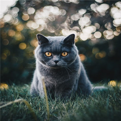 俄罗斯蓝猫图片头像，贵族猫咪蓝天使