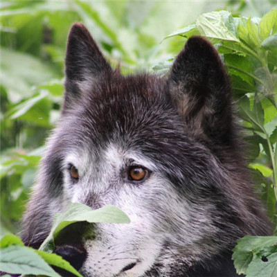 狼的头像霸气，个性另类凶狠的狼图片