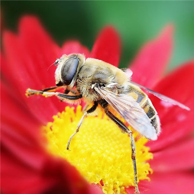 关于蜜蜂的图片头像，高清勤劳的蜜蜂图片
