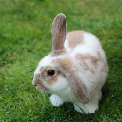 小白兔微信头像图片，可爱的宠物兔图片