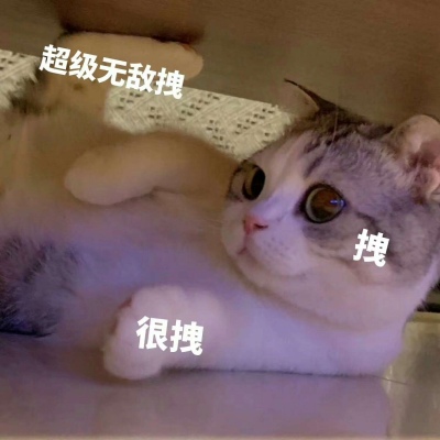 可爱小猫带字头像图片，我是不是你最爱的小猫咪