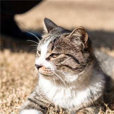 猫微信头像，草地上的灰猫可爱图片