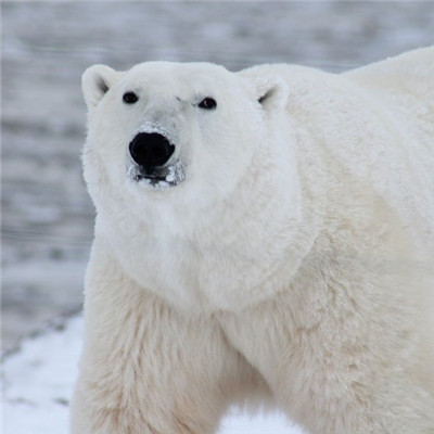 北极熊头像，憨态可掬的北极熊图片