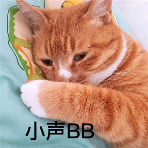 萌猫带字头像图片，萌猫带字撒娇表情包系的