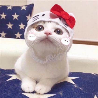 2020最新可爱小猫超萌动物情侣头像一人一张