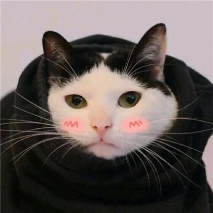 2020最新可爱小猫超萌动物情侣头像一人一张