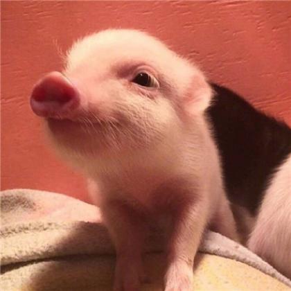 可爱粉红的猪猪情侣头像一对，喜欢萌宠最喜欢的