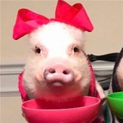 可爱粉红的猪猪情侣头像一对，喜欢萌宠最喜欢的