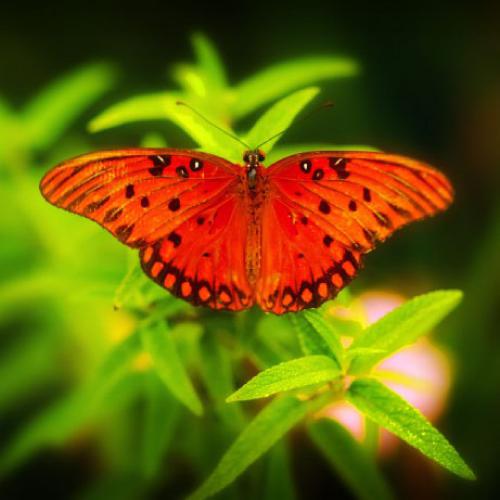 微信蝴蝶头像，优雅的红色蝴蝶图片