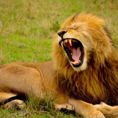凶猛的狮子图片头像，霸气高清凶猛的野生雄狮图片