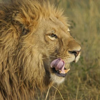 凶猛的狮子图片头像，霸气高清凶猛的野生雄狮图片