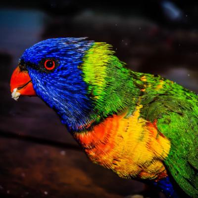 高清鹦鹉头像，羽毛颜色亮丽彩虹鹦鹉高清图片