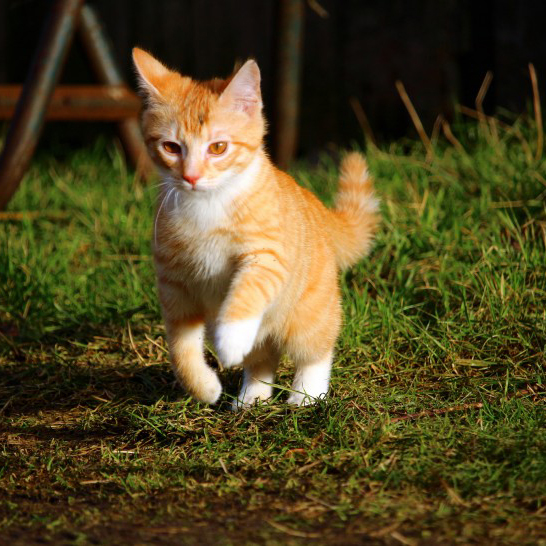呆萌可爱的虎斑猫，特别漂亮的小猫头像图片