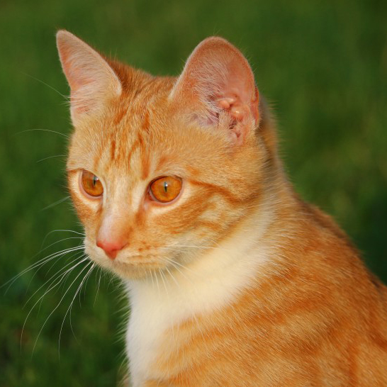 呆萌可爱的虎斑猫，特别漂亮的小猫头像图片