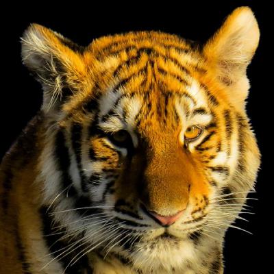 威猛的老虎美图送给喜欢用老虎做微信头像的人