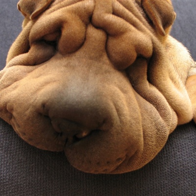 狗的头像图片，可爱沙皮犬萌萌的胖胖的