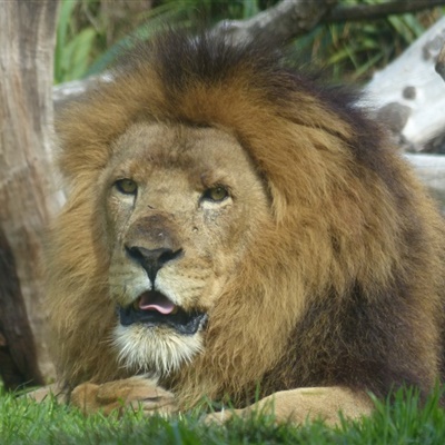 雄狮微信头像，吓人凶猛霸气的狮子图片