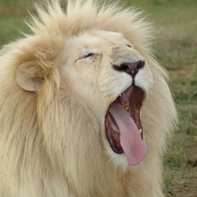 雄狮微信头像，吓人凶猛霸气的狮子图片
